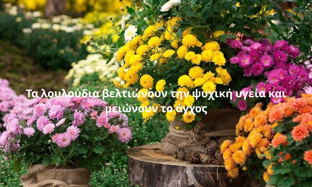 Τα λουλούδια βελτιώνουν την ψυχική υγεία και μειώνουν το άγχος