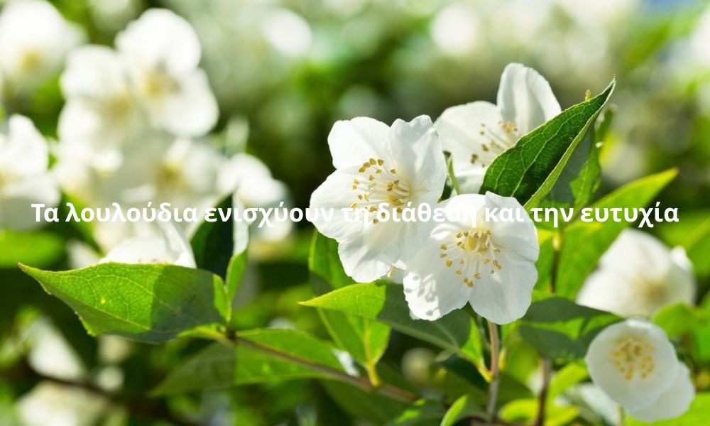 Τα λουλούδια ενισχύουν τη διάθεση και την ευτυχία